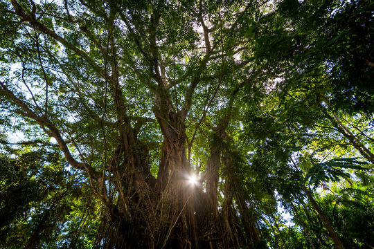 Looking up into the canopy of a balete tree, sunlight breaking through its branches